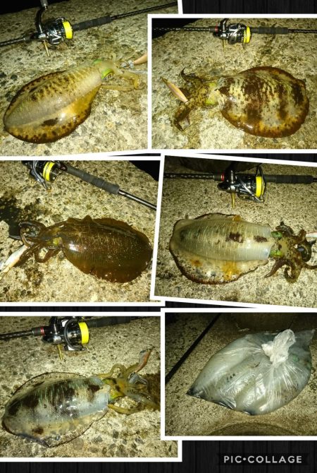 夕まずめ、回遊、連発